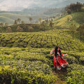 Exploring the Beauty of Kerala Tea Plantations