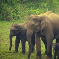 Exploring the Wildlife Sanctuaries of Kerala
